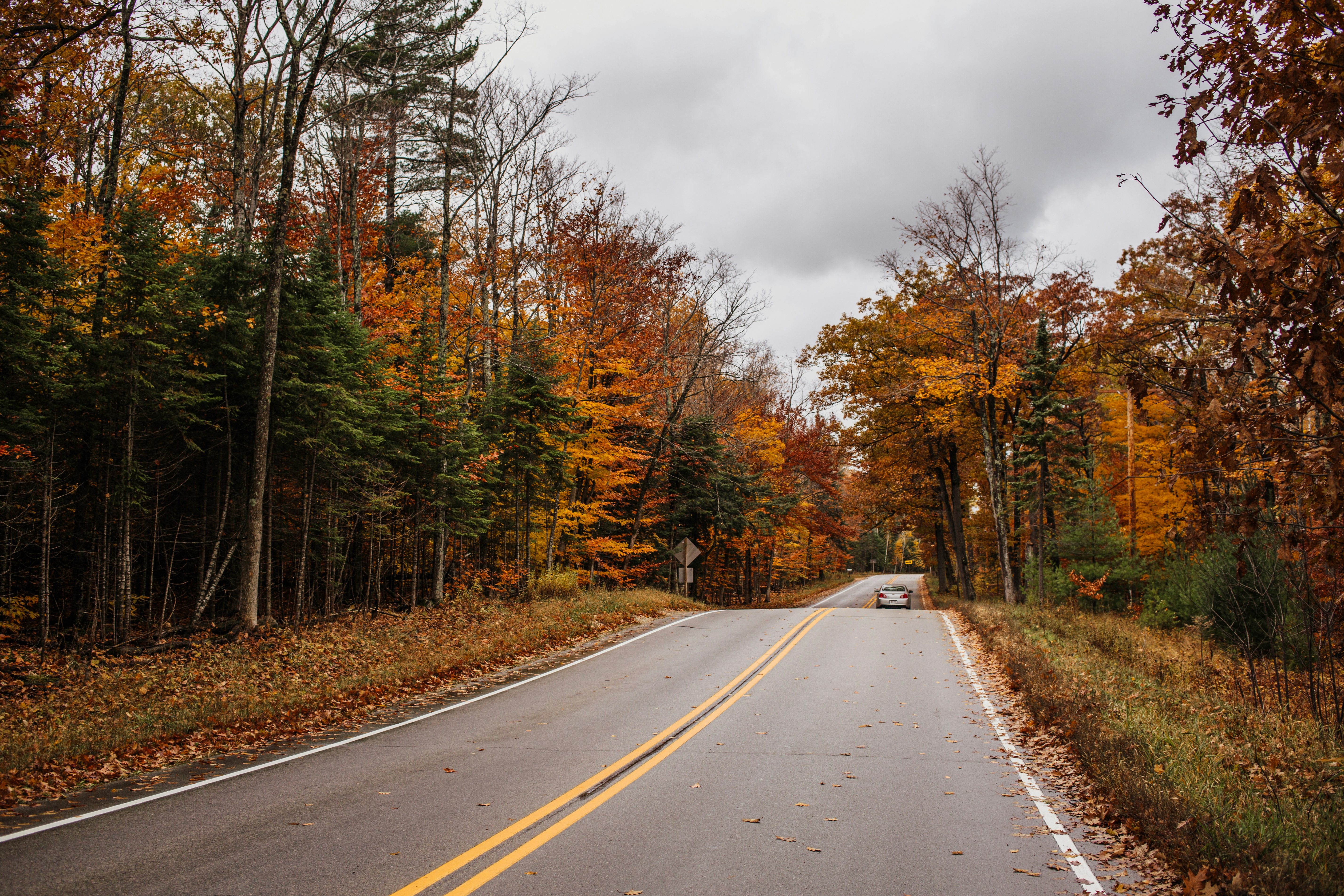 gray asphalt road between brown trees under gray sky